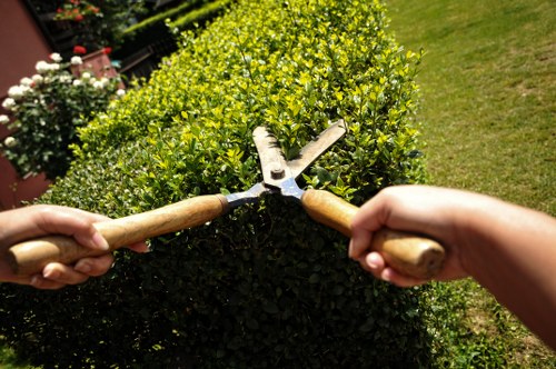 A close-up view of two hands holding garden shears with wooden handles, trimming a dense, well-maintained hedge with small, bright green leaves in a residential garden. The hedge forms a lush, rounded border along the edge of a lawn area, with the garden featuring a neatly mown grassy space and flowering plants in the background. The scene is outdoors on a sunny day, with natural light illuminating the vibrant greenery, illustrating garden maintenance tasks typical of landscaping services in Knightsbridge to ensure tidy and healthy outdoor spaces.