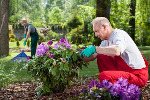 A mature man with short grey hair, wearing a white t-shirt, red gardening trousers, and turquoise gloves, is kneeling in a lush garden and carefully pruning a flowering shrub with vibrant purple blooms. The garden features a well-maintained lawn, bordered by soil beds and various plants, with tall trees providing shade in the background. In the distance, another gardener, wearing a dark t-shirt and green gloves, is seen using gardening tools in a separate area within the same outdoor landscaped space, which is rich with greenery and natural textures. The scene captures a bright, sunny day with natural light illuminating the healthy, flourishing plants and the clean, tidy outdoor environment. The setting suggests professional gardening services in Knightsbridge, combining precise plant care and landscape maintenance with natural beauty, relevant to a gardening or landscaping website highlighting local expertise and high-quality outdoor garden care.