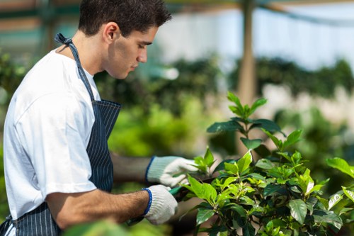 A young male gardener in a nursery or greenhouse environment, wearing a white shirt, dark apron, and white gloves, inspecting or caring for lush green plants with broad, shiny leaves. The background features blurred greenery, including shrubs and trees, suggesting a well-maintained outdoor garden space possibly located in Knightsbridge or a surrounding London area. The scene is set outdoors under natural light, with a hint of blue sky and sunlight filtering through, highlighting the healthy foliage. This image reflects professional gardening and landscaping activities, emphasizing plant care, garden maintenance, and expertise with garden plants, which aligns with services offered by Landscapers Knightsbridge and other gardening professionals in the locality.