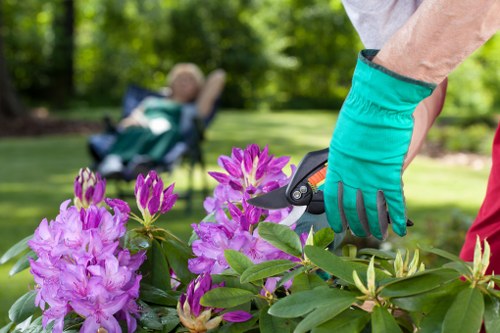 A gardener wearing teal gardening gloves is trimming a vibrant purple rhododendron shrub with pruning shears in a well-maintained backyard garden near Knightsbridge, with a lush green lawn, trees, and a blurred bench or outdoor seating area visible in the background. The garden features a tidy flower bed border, with healthy, dense foliage and colorful blooms, and the soil appears well cared for. The outdoor environment is bright and shaded by surrounding trees, indicating a clear day suitable for gardening activities. This scene reflects professional garden maintenance services provided by Landscapers Knightsbridge, emphasizing detailed shrub trimming, garden tidying, and outdoor landscape upkeep in a typical London residential setting.