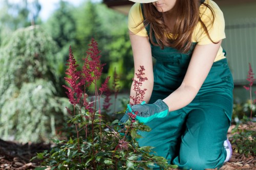 A gardener wearing teal overalls and a yellow T-shirt is tending to a garden bed in an outdoor residential space. The garden features a variety of plants including flowering perennials with pinkish-purple inflorescences, neatly maintained soil beds, and a lush, green background that suggests a well-tended landscaped yard. The gardener is kneeling on the ground, using gardening gloves to carefully handle the plants, with a partial view of her face and long brown hair. The garden area is partially shaded, indicating a sunny day, with a role for landscaping and gardening services from Landscapers Knightsbridge in the local area. Surrounding elements include a paved pathway or patio surface and a building structure with a green exterior wall in the background, highlighting a typical urban or suburban garden setup in Knightsbridge or nearby areas. The scene captures detailed textures of the plants, the soil, and the garden tools, presenting an inviting and professionally maintained outdoor space suitable for garden care and landscaping work.