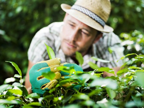 Soil analysis for effective garden maintenance in Knightsbridge