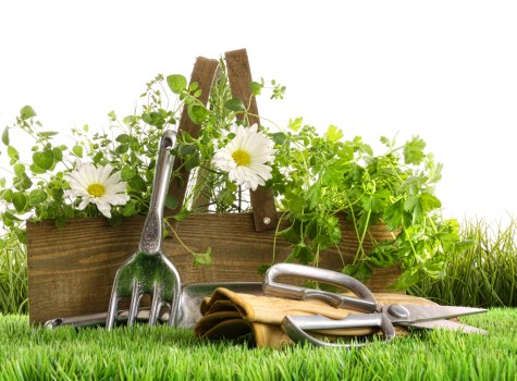 A garden scene featuring a neatly maintained grass lawn with vibrant green blades in the foreground. Behind the grass, there is a wooden raised garden bed filled with various healthy, leafy green plants and herbs, some with white and yellow flowering blooms. Gardening tools, including a hand transplanter, a pair of gardening gloves, a small trowel, and a garden fork, are arranged in front of the bed, suggesting recent or upcoming planting activity. The background showcases additional planting areas or dense shrubbery, with natural daylight illuminating the scene under partly cloudy weather conditions. The environment appears to be a well-kept outdoor space typical of a private garden in Knightsbridge, suitable for gardening services focused on landscape maintenance, planting, and sustainable outdoor practices, as highlighted on the company's website at landscapersknightsbridge.co.uk under the 'Recycling and Sustainability' page.