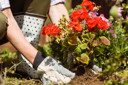 A gardener wearing gardening gloves is planting a vibrant red geranium in a landscaped garden bed. The garden features a well-maintained lawn area with dense, green grass, bordered by a variety of flowering plants and shrubs that add colour and texture to the outdoor space. In the background, there are small bushes, possibly hedges, alongside other flowering plants with pink and purple flowers, providing natural borders and privacy. The soil appears freshly turned and healthy, indicating recent planting activity. The scene is set outdoors, under natural daylight, with a slightly blurred background suggesting a neat and carefully designed garden environment typical of residential gardens within the Knightsbridge area. The gardener's focus on planting highlights lawn and garden maintenance that landscapes firms like Landscapers Knightsbridge might provide as part of comprehensive gardening services.