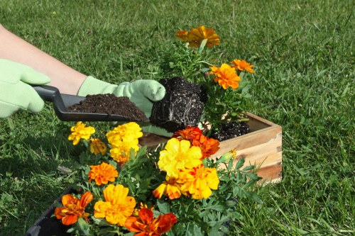 In a well-maintained backyard garden, a person wearing green gloves is planting a dark-colored potted plant into a rectangular wooden planter box filled with soil. The planter is situated on a lush, green lawn with vibrant orange and yellow marigold flowers surrounding it, adding bright splashes of colour to the scene. In the background, there is a neatly trimmed hedge, and the garden appears to be well-kept and landscaped, creating a tidy outdoor space suitable for gardening and plant care activities. The weather looks sunny and clear, with natural light illuminating the garden, demonstrating a typical outdoor environment for gardening work in Knightsbridge or similar areas of London. This setting reflects typical gardening tasks such as planting and maintaining flower beds, and it aligns with services offered by landscapers and garden specialists like those at Landscapers Knightsbridge, focusing on enhancing outdoor spaces with careful planting and landscape management.