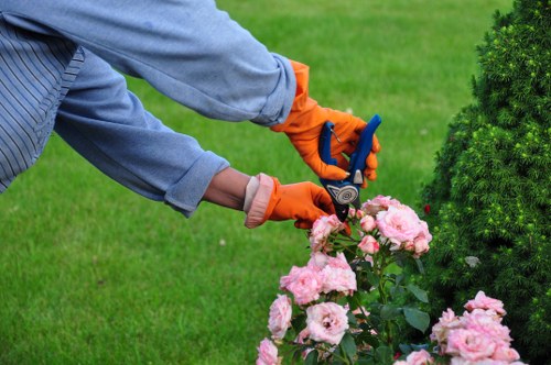 A gardener wearing a light blue long-sleeved shirt and bright orange gardening gloves is trimming a flowering pink rose bush in a well-maintained backyard garden. The garden features a neatly mown green lawn in the foreground, bordered by a variety of shrubs and small trees, with a dense evergreen hedge visible on the right side. Behind the gardener, there is a wooden decking area with a paved pathway leading through the landscaped space. The overall scene is bathed in natural daylight, suggesting mild weather conditions suitable for outdoor garden maintenance. The garden design includes a combination of flower beds, lawn, and structured plantings typical of professional gardening care in Knightsbridge, aligning with services from Landscapers Knightsbridge focusing on gardening and landscape enhancement.