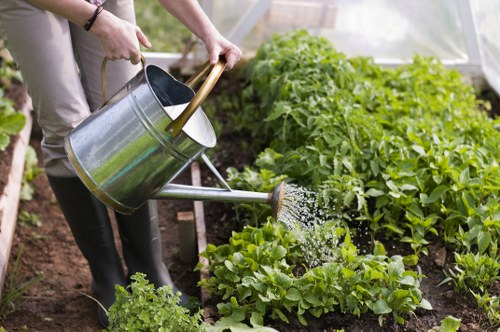 A gardener watering a neatly arranged vegetable garden with a metal watering can, surrounded by lush, green leafy plants and soil, likely in a back garden or outdoor space in Knightsbridge. The garden features well-maintained rows of vegetables, with some plants showing healthy, vibrant foliage. The soil appears rich and dark, and the watering activity takes place in natural daylight, suggesting a clear weather day. This scene highlights outdoor gardening and lawn care activities typical of professional landscaping services offered in the Knightsbridge area, such as by Landscapers Knightsbridge. The overall environment is tidy and cultivated, emphasizing sustainable and attentive garden maintenance, with a focus on healthy plant growth and outdoor aesthetic appeal.