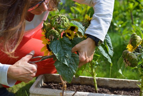 A close-up of two people working together in a garden in Knightsbridge, with one person holding a large leafy plant while the other carefully tends to it, both dressed in casual outdoor clothing. They are positioned next to a rectangular stone or concrete planter filled with dark soil, which contains young green plants with broad leaves, possibly sunflowers or similar flowering plants. The background shows a lush green garden with various plants, foliage, and trees, indicating a well-maintained outdoor space with natural sunlight casting soft shadows. The scene reflects active gardening work, focusing on plant care and cultivating a healthy garden environment typical of landscaped residential gardens in London or nearby areas. This image underscores professional garden maintenance services provided by companies like Landscapers Knightsbridge, emphasizing attention to detail in planting and garden organization while maintaining a natural, vibrant outdoor setting.